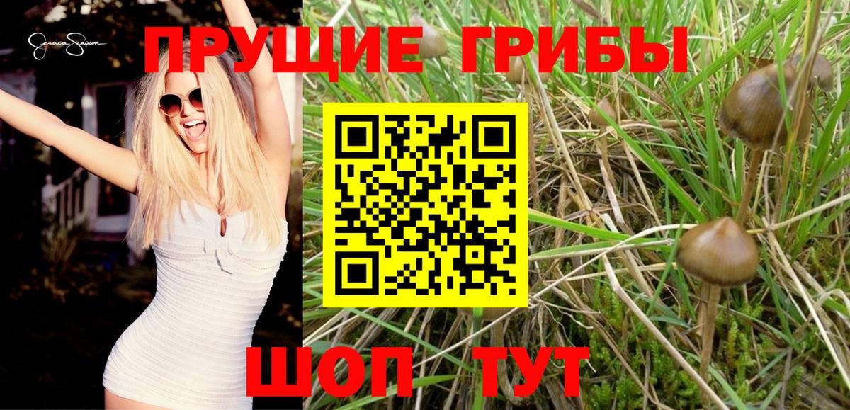 Сланцы  Галлюциногенные грибы Psilocybine cubensis  Галлюциногенные грибы прущие грибы  Вход с VPN 